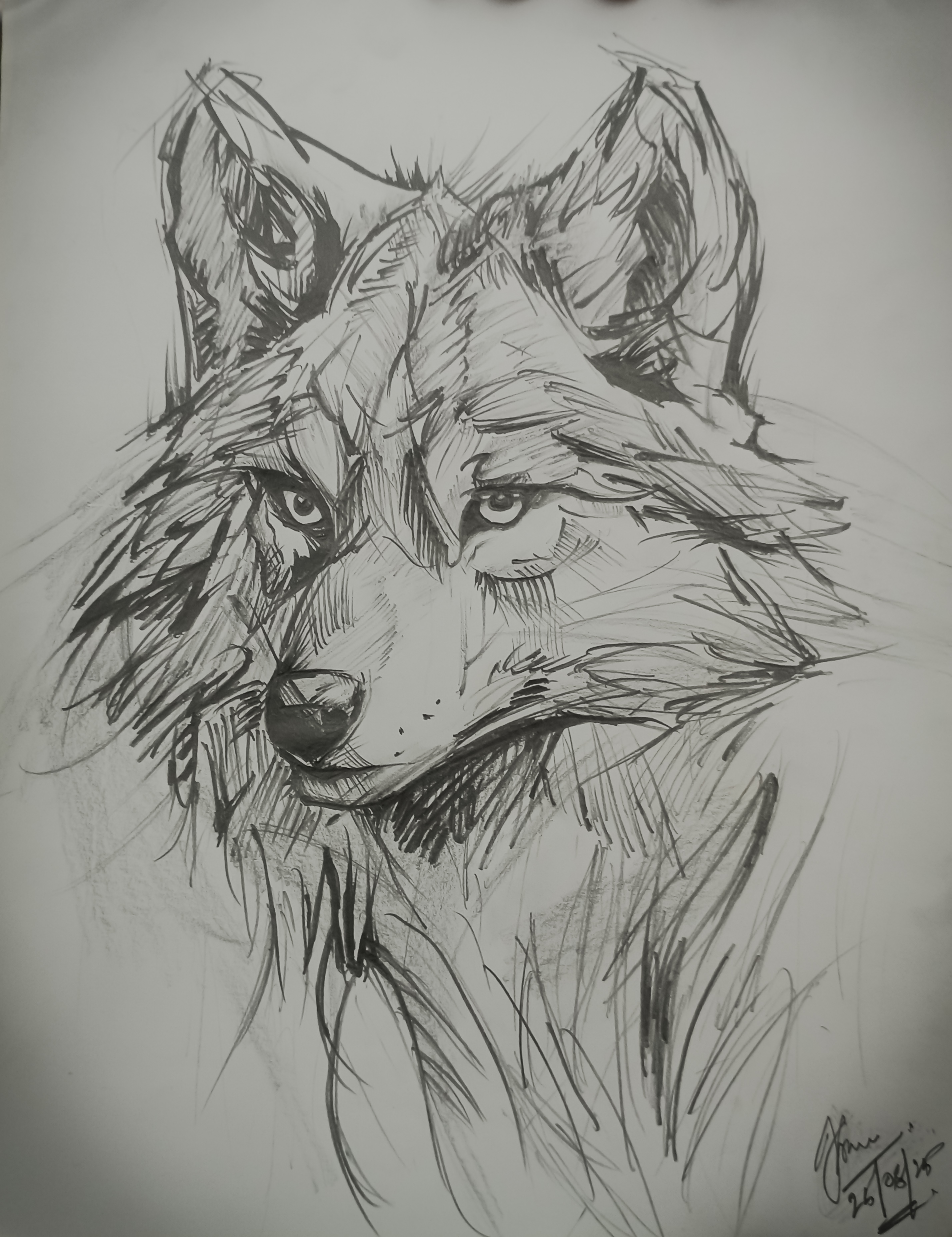 Wolf Sketch